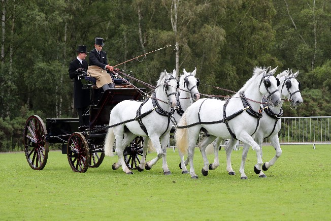 Matt with a team of Windsor Greys at a previous Smith's Lawn show. Image by Paul Orchard