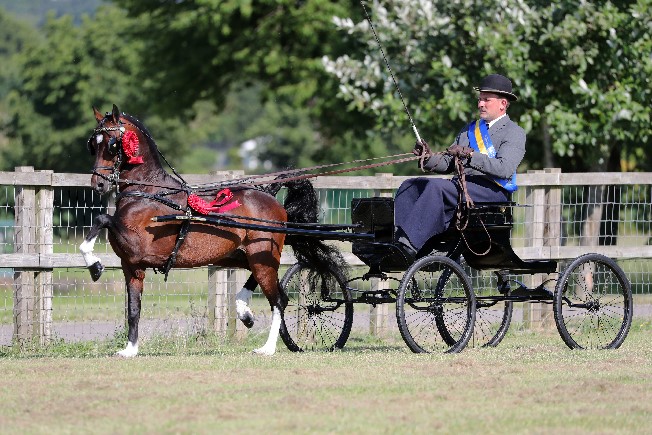 National Hackney Pony -Billy Ward & Luddington My Way