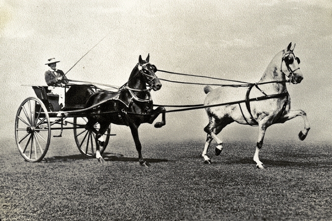 Sylvia driving her tandem Optimistic and Illumination in 1914
