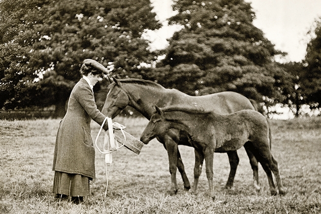 Sylvia with her breeding horses - Springwood, Woolton, Lancashire - 1905