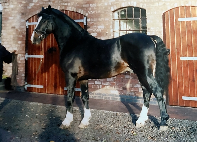 Brookfield Legend at home