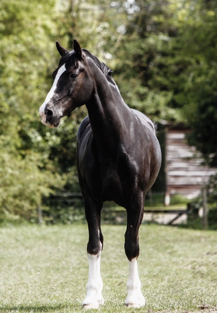 Brookfield Legend in field
