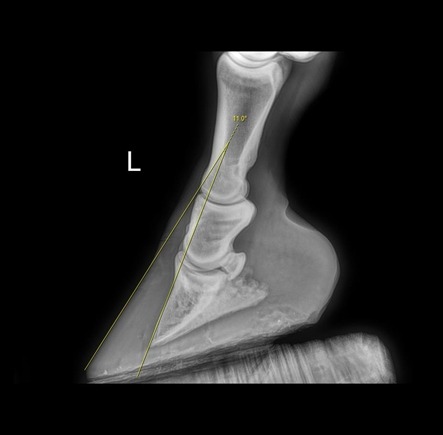 Moderate rotation of the pedal bone in an Irish Draught horse
