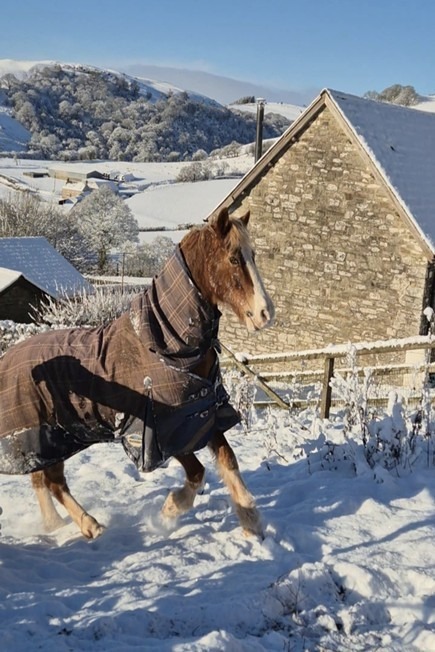 Our veteran Welsh Section D Alfie rugged in winter as clipped