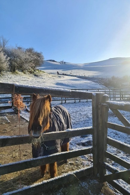 Sherry the Shetland enjoys turnout with access to shelter all year