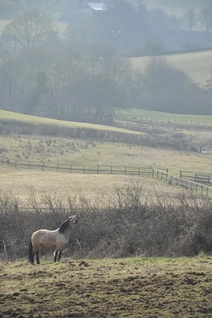 Stallion Welsh D in turnout paddock