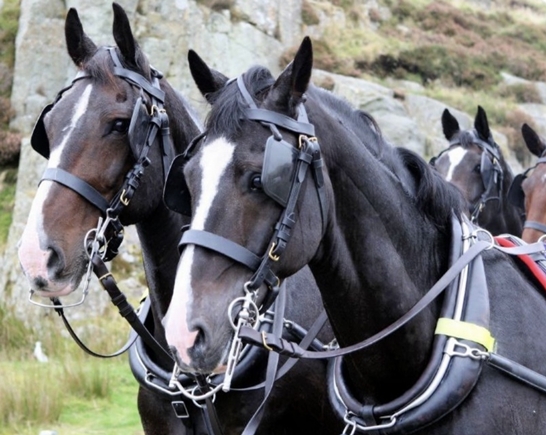 Watty & Legend on tour