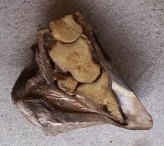 rotation of pedal bone after severe laminitis in a pony