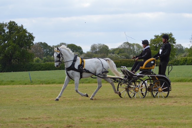 Abigail Hutchinson in dressage