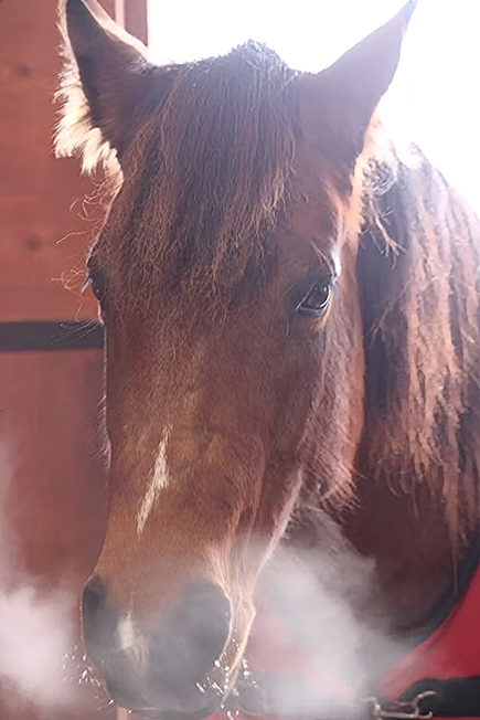 Equine flu#2