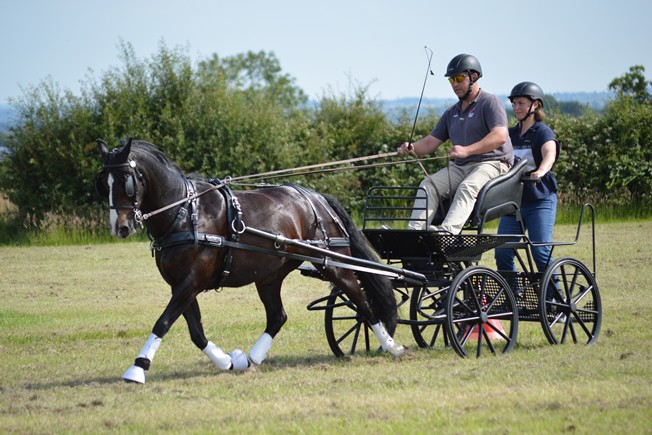 David Rockall in the open pony class